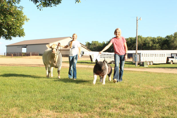 Beare-show-cattle-(2).jpg